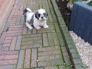 Shih Tzu honden Nog 1 ras zuiver shih tzu pup - Advertentie 1