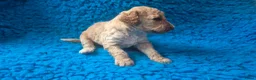 Cockapoo honden te koop: Hele mooie cockapoo pupjes - Advertentie 7