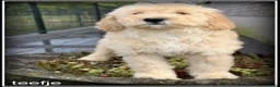 Labradoodle honden te koop: Labradoodle F4 pups medium mogen het nest verlaten - Advertentie 12