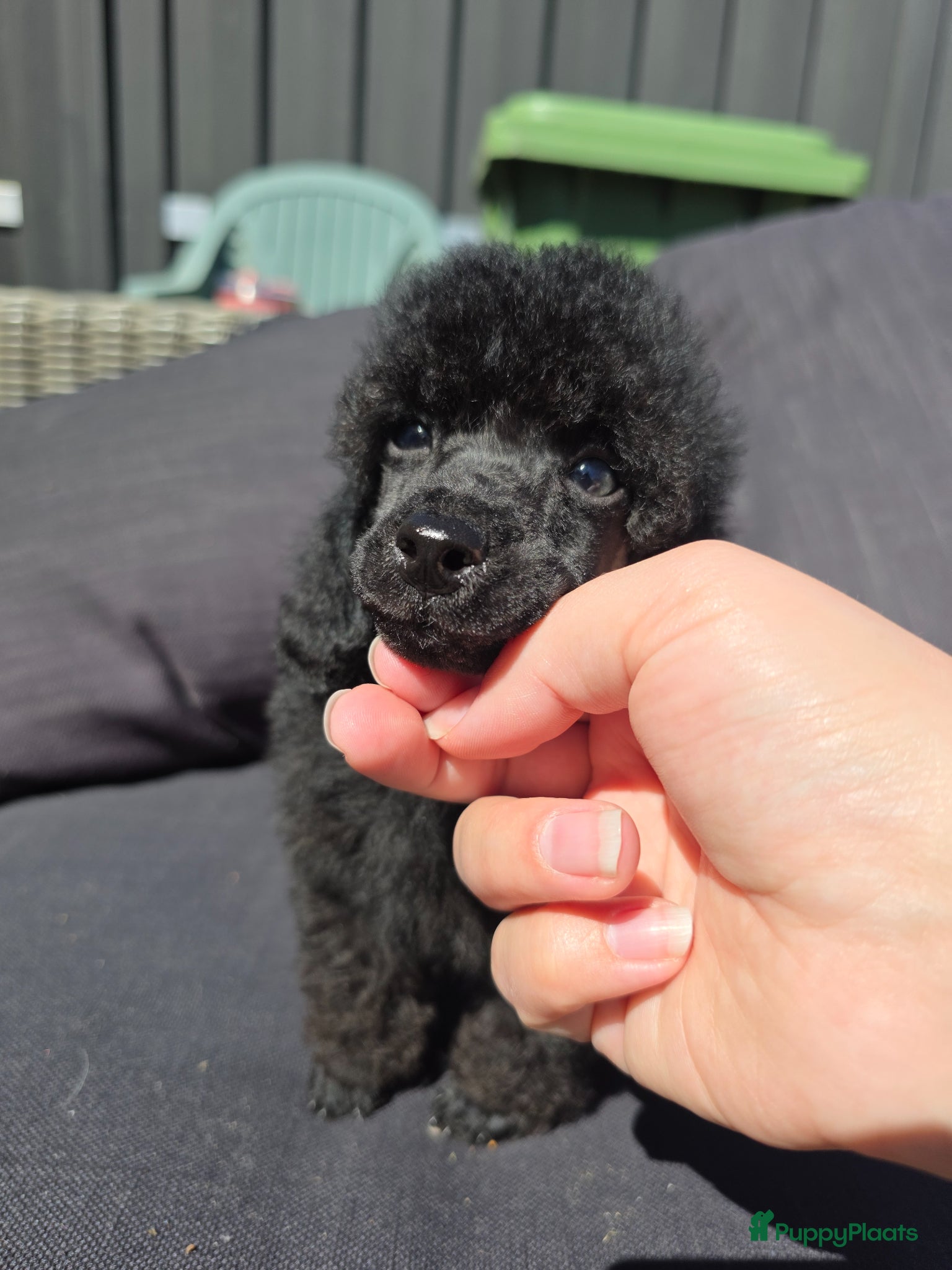 Poedel Toy honden Toypoedel pups voor Show of Huishond - Advertentie 1