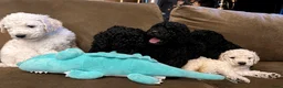 Poedel honden te koop: Koningspoedel grote poedel pups MOGEN NU WEG - Advertentie 3