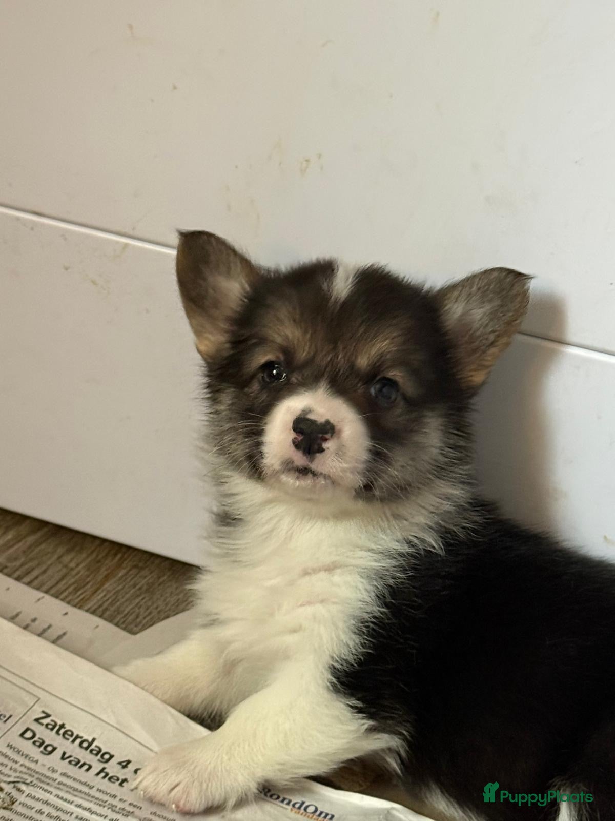 Welsh Corgi Pembroke honden Welsh Corgi Pembroke pups - Advertentie 2