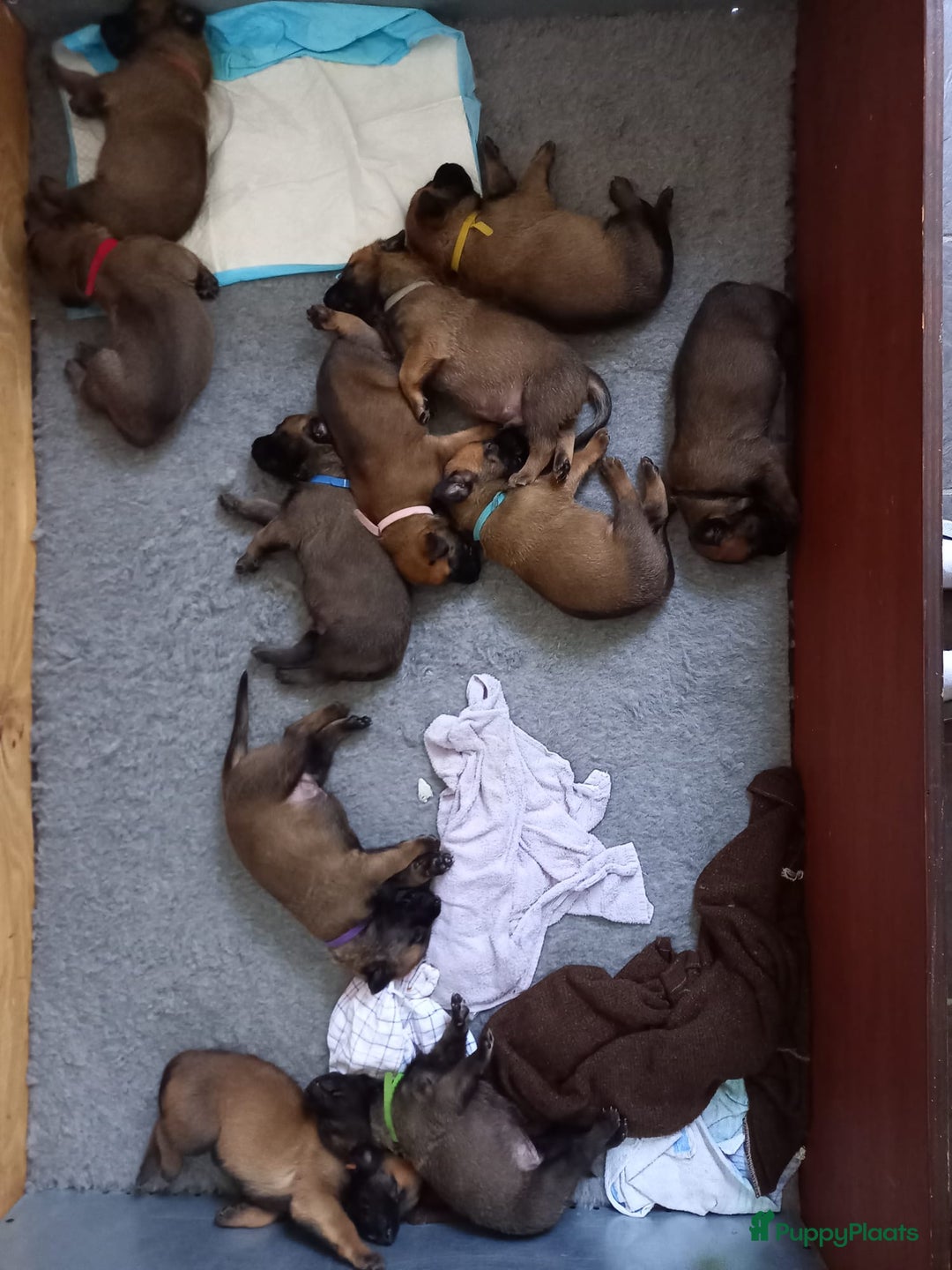 Mechelse Herder honden te koop: Puppy's Mechelse herder - mogen naar nieuw huisje - Afbeelding 31