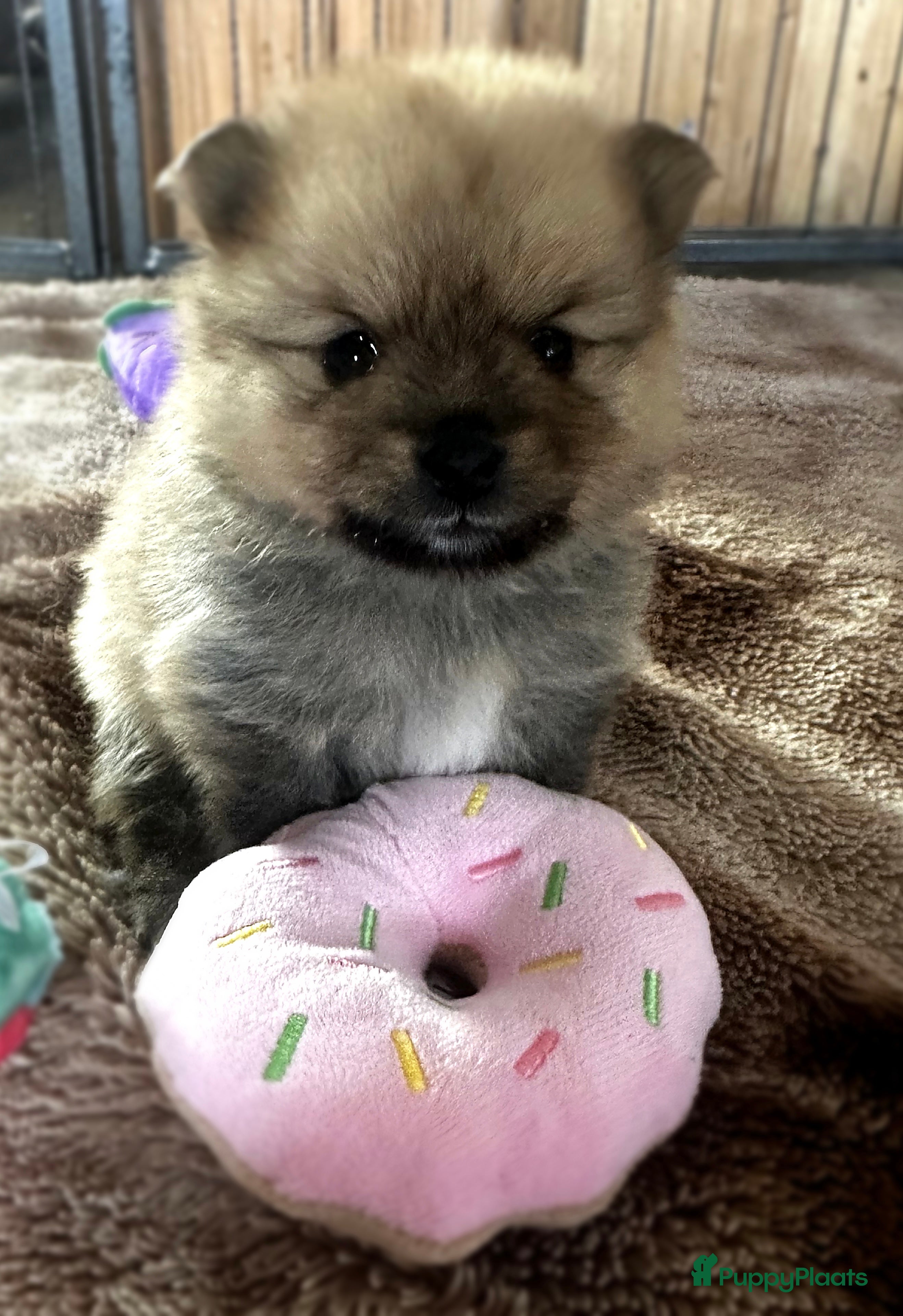 Pomeriaan honden   Pomeriaan teefje raszuiver ! - Advertentie 6