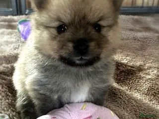 Pomeriaan honden Pomeriaan teefje raszuiver ! - Advertentie 6