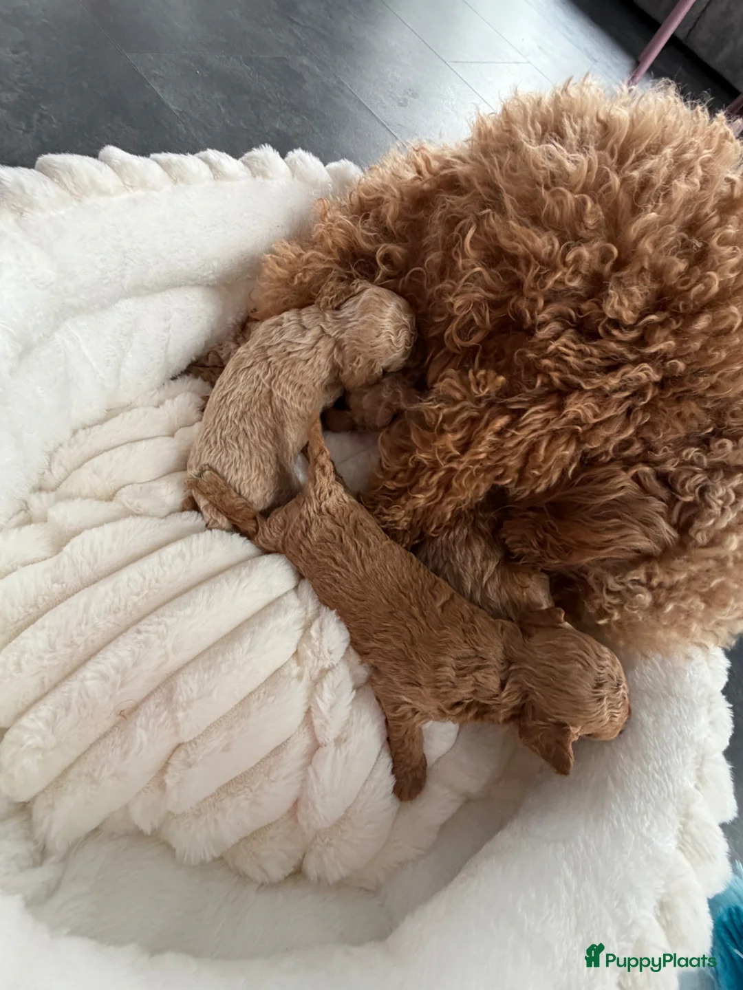 Maltipoo honden te koop: Super mooie mini maltipoo f1 b  te reserveren  - Advertentie 22