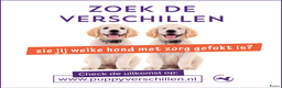 Labrador Retriever honden te koop: Authentieke Gele Labrador pups met Stamboom  - Advertentie 20