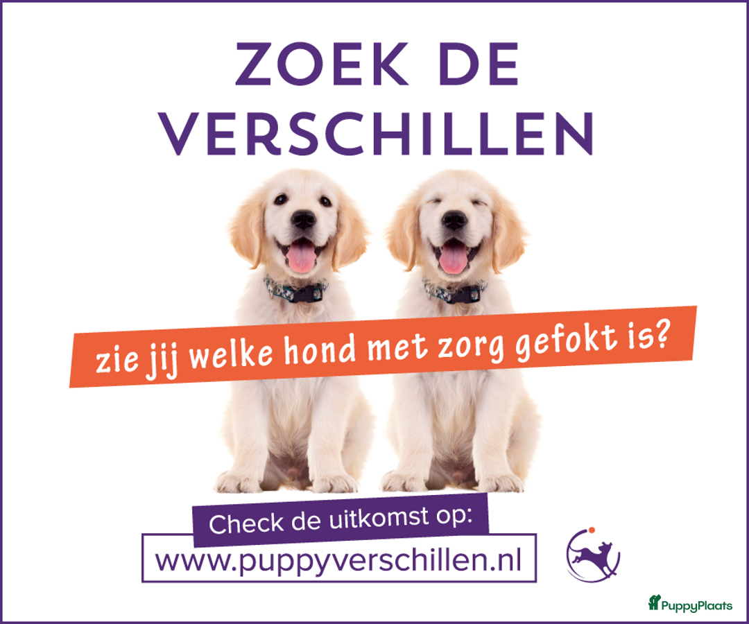 Labrador Retriever honden te koop: Authentieke Gele Labrador pups met Stamboom  - Advertentie 20