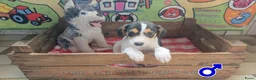 Boerenfox honden te koop: mooie 100% Boerenfox pups - Advertentie 2