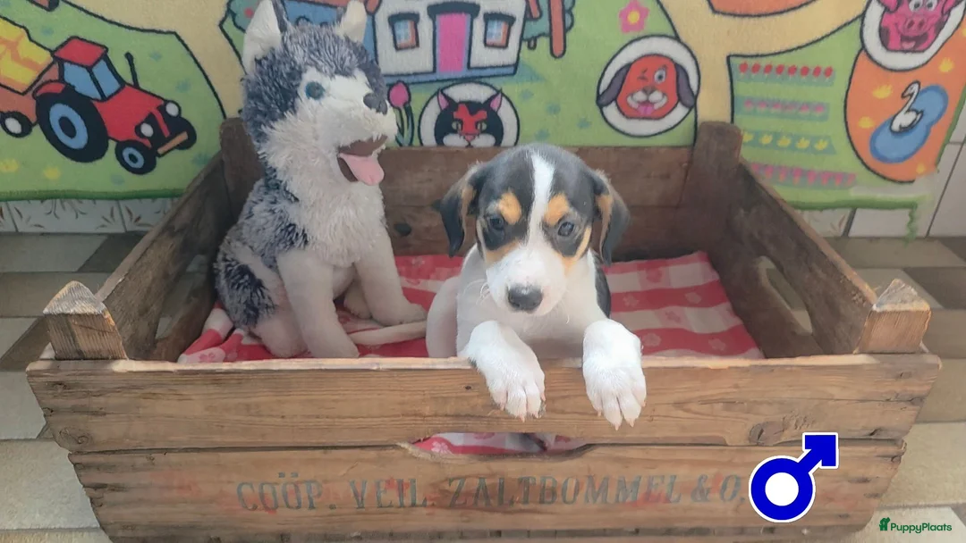 Boerenfox honden te koop: mooie 100% Boerenfox pups - Advertentie 2