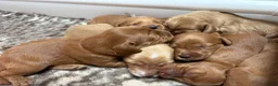 Australian Labradoodle honden te koop: Multigen Australian Labradoodle pups - Advertentie 5
