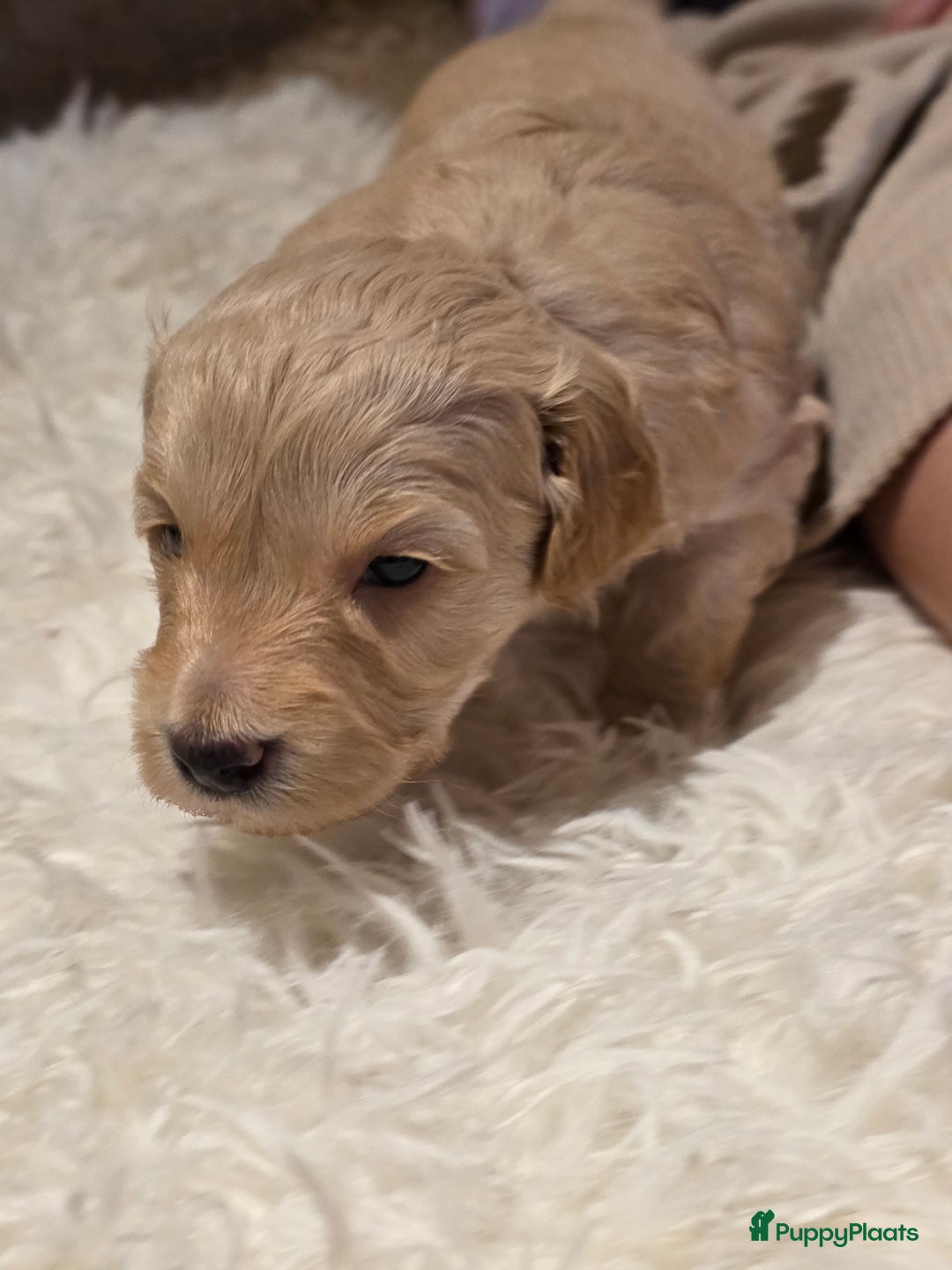 Goldendoodle honden te koop: Goldendoodle multigen middenslag reu te koop - Advertentie 7