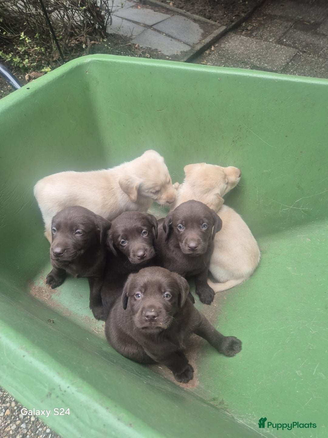 Labrador Retriever honden te koop: Te koop bijzondere mooie Labradorpuppy's  in Bunnik - Afbeelding 1