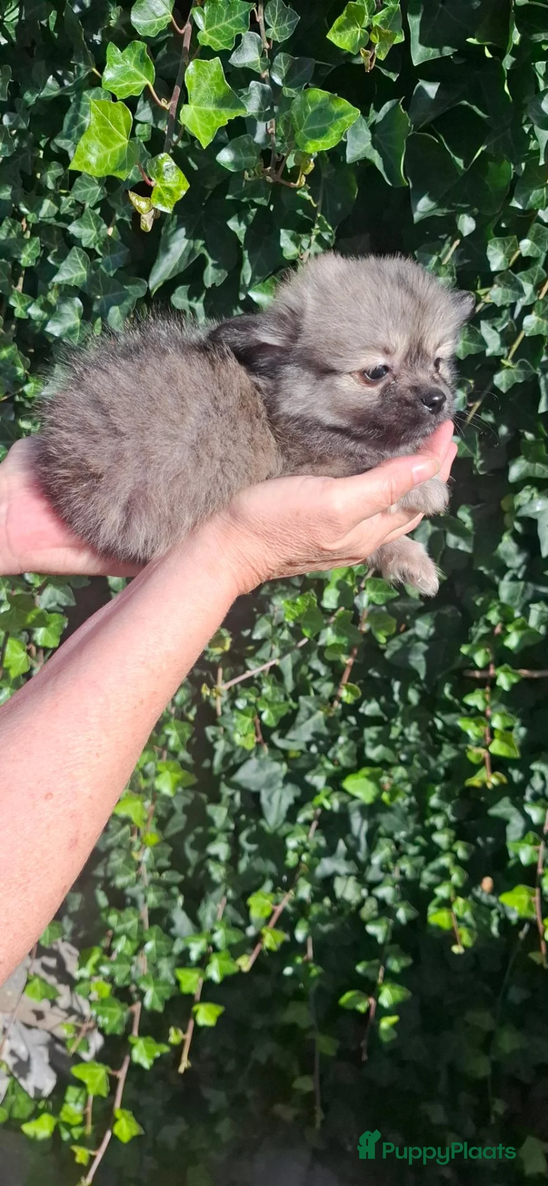 Pomchi honden te koop: Pom/chi pups 3 reutjes 1 teefje  - Advertentie 12