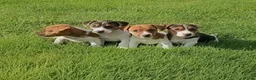 Jack Russel Terriër honden te koop: Jack russel - Advertentie 1