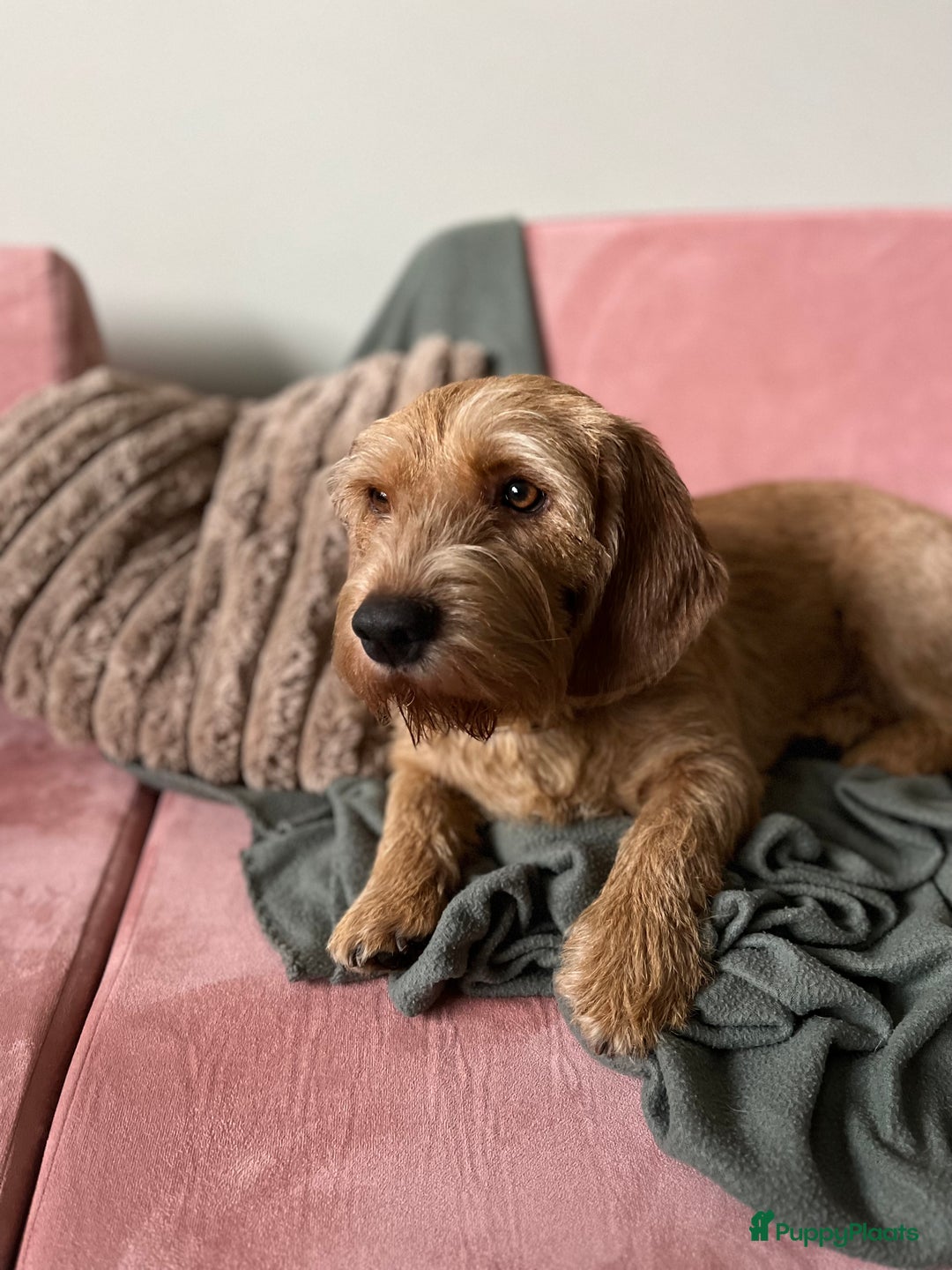 Basset fauve de Bretagne honden te koop: Raszuivere Basset fauve de Bretagne pups  - Advertentie 6