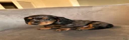 Teckel (korthaar)  honden te koop: Dwergteckel pups beschikbaar - Advertentie 3