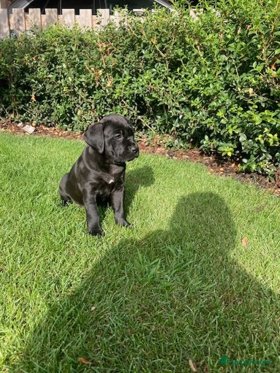 Cane Corso honden te koop: Cane Corso - Advertentie 16