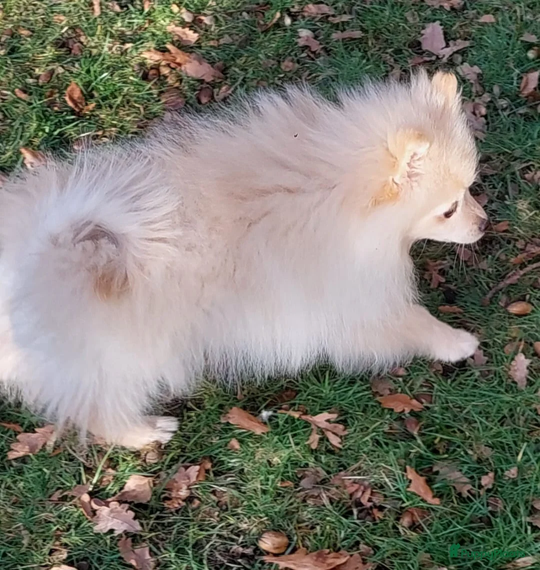 Pomeriaan honden te koop: drie pluizige baby's - Advertentie 4