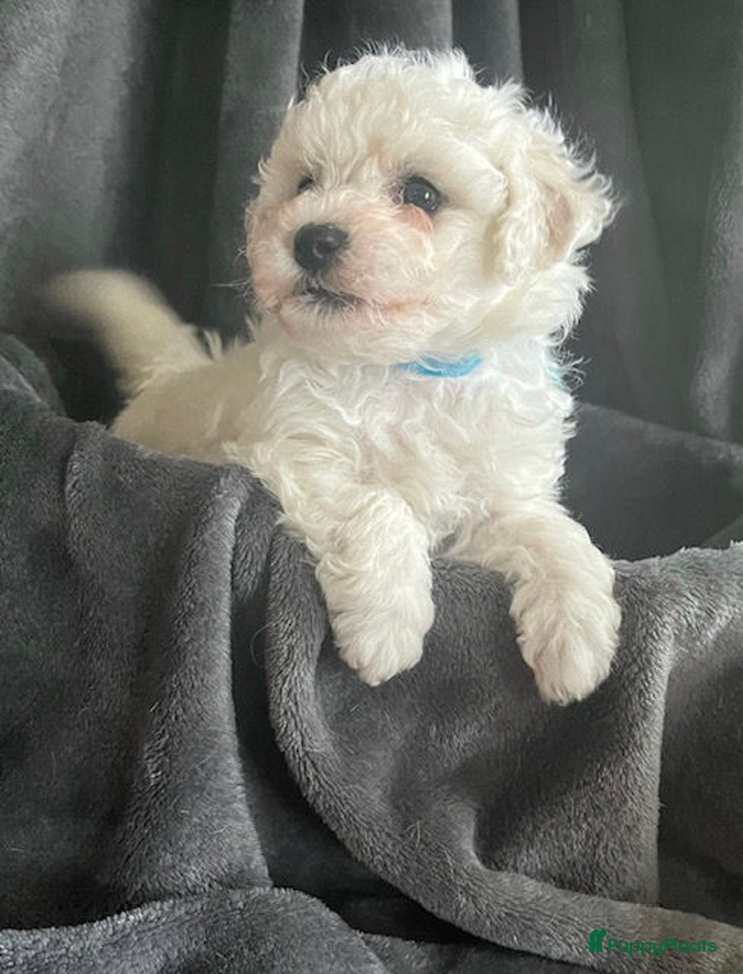 Bichon Frisé honden te koop: bichon frise pups - Advertentie 6