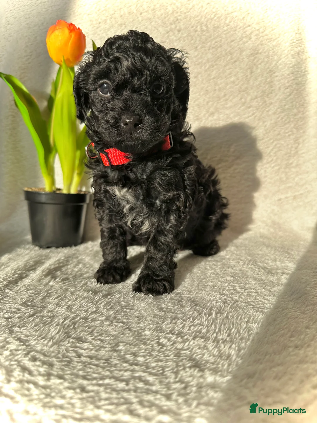 Poedel Toy honden te koop: Toypoedel pups (mini toypoedel) toypoodle puppy’s  - Advertentie 23