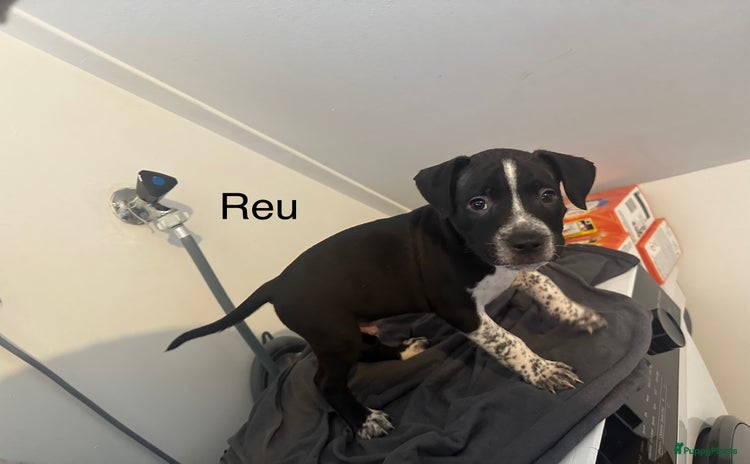 Pitbull Terriër honden - Advertentie 3