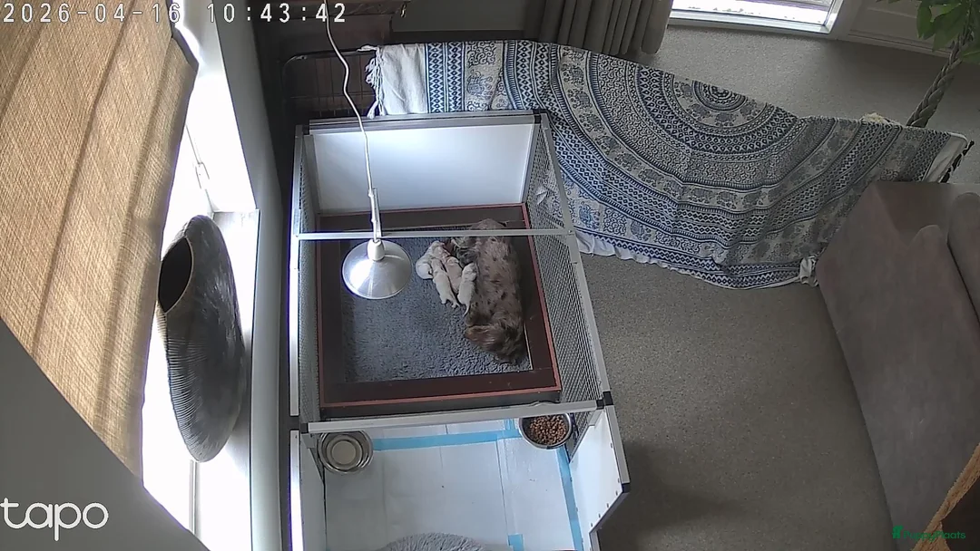 Teckel (langhaar) honden te koop: Prachtige langhaar dwerg pups geboren creame - Advertentie 1