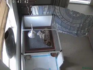 Teckel (langhaar) honden Prachtige langhaar dwerg pups geboren creame - Advertentie 4