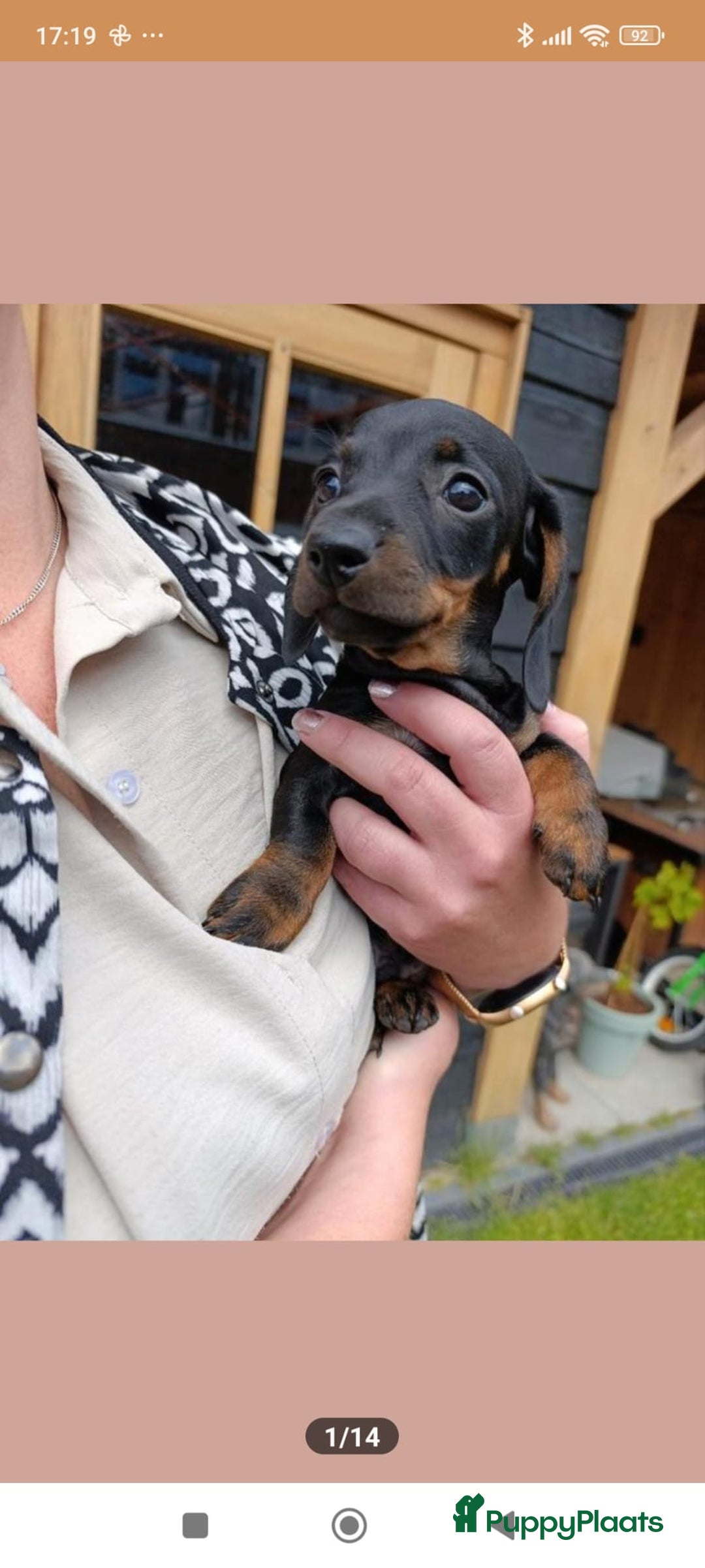 Teckel (korthaar)  honden te koop: Kortharige dwerg teckel  in Kesteren - Afbeelding 8