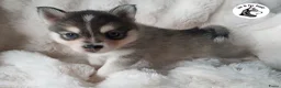 Pomsky honden te koop: Pomsky puppy’s F4+, 100% Amerikaanse bloedlijn - Advertentie 3