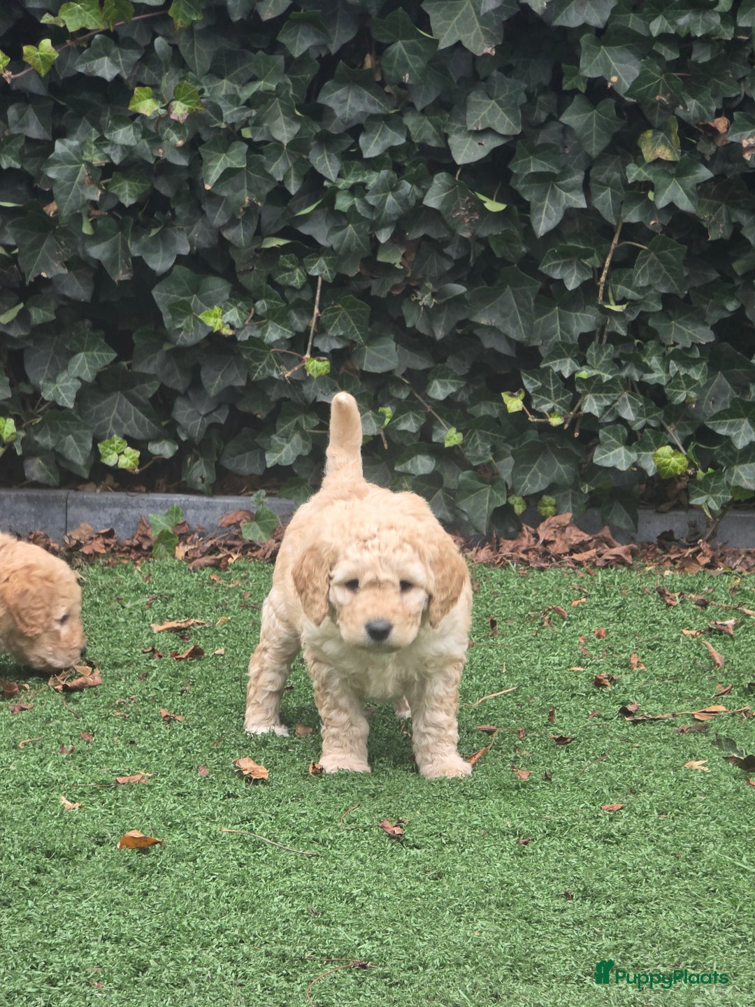Kruising honden te koop: Goldendoodle reutjes mogen verhuizen - Advertentie 14