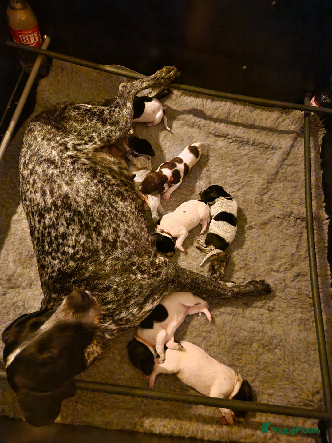 Duitse Staande Hond Korthaar honden te koop: Zindelijke DSK pups met stamboom  in Gelselaar - Afbeelding 2
