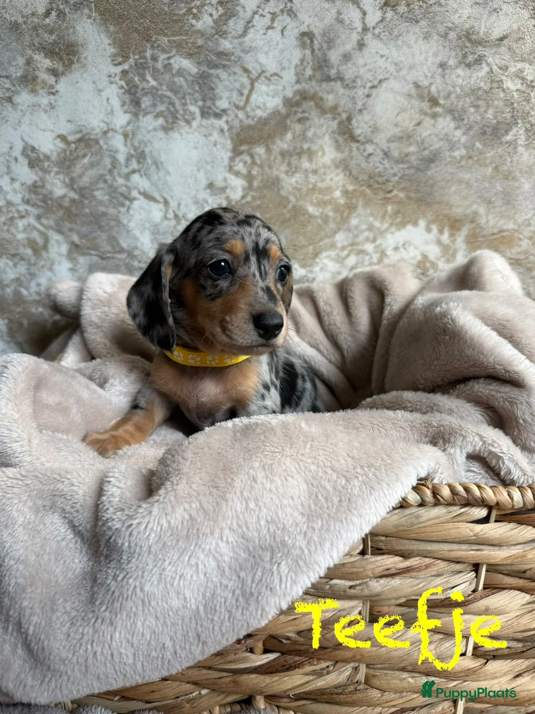 Teckel (korthaar)  honden te koop: Prachtige teckelpups 🐶 - Advertentie 1