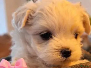 Maltezer honden Mini malzeter - Advertentie 10