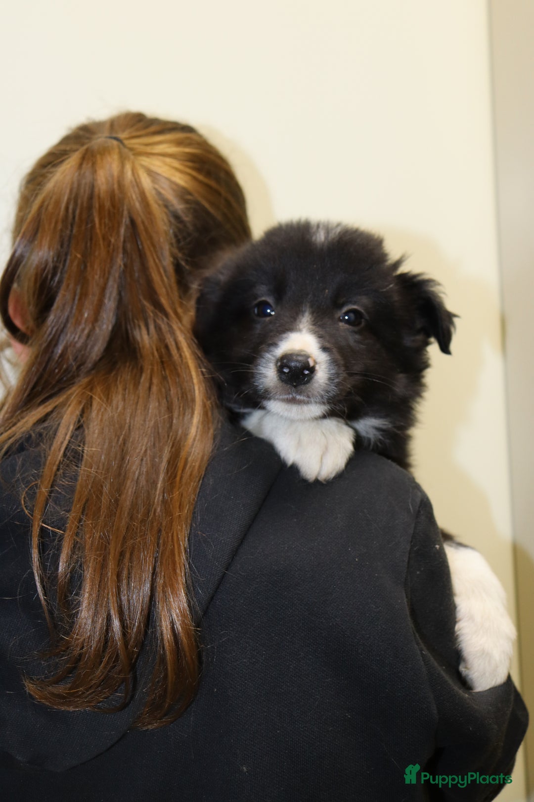 Border Collie honden te koop: Super Schattige border collie pups te koop - Advertentie 28