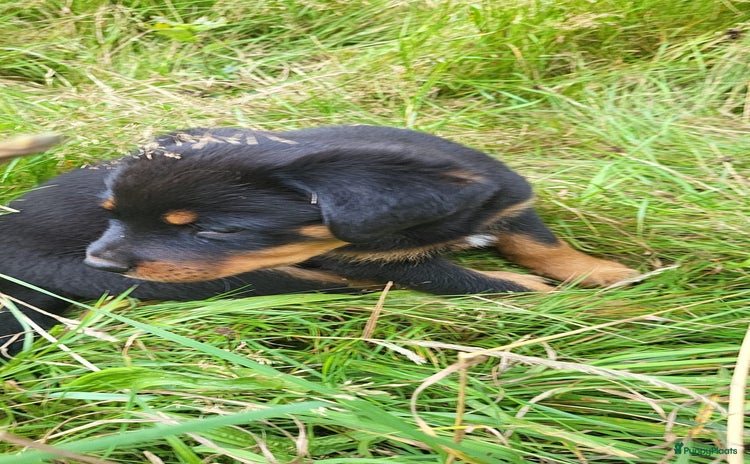 Rottweiler honden - Advertentie 3
