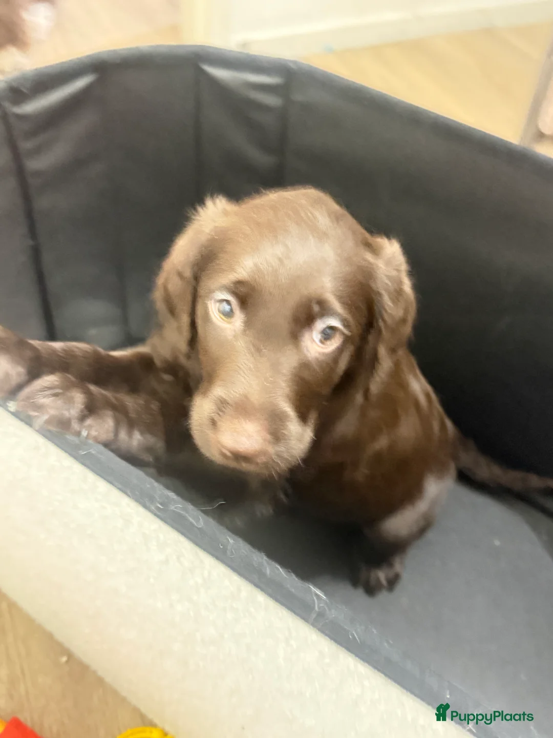 Labradoodle honden te koop: Hele mooie labradoodle f1  - Advertentie 19