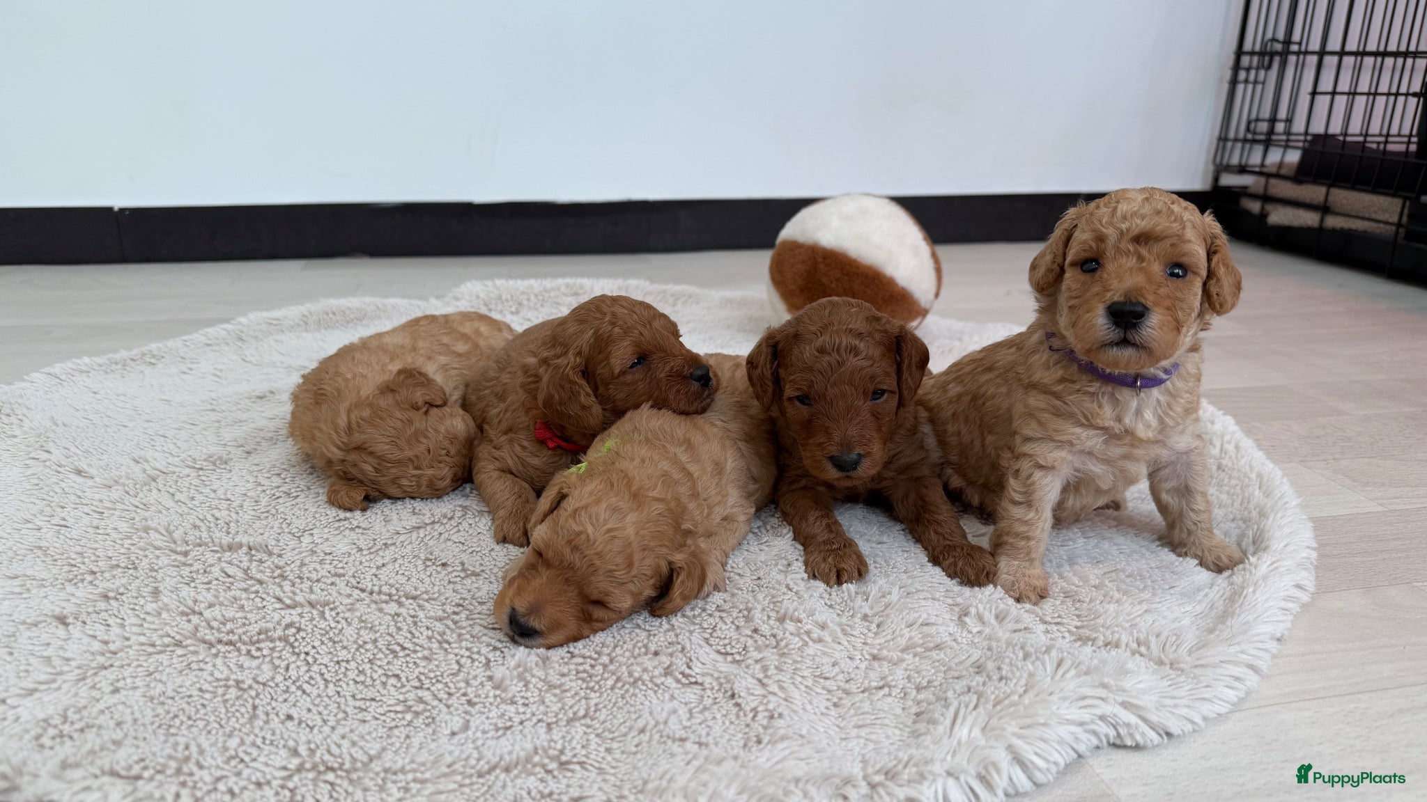 Poedel Toy honden Raszuivere Toypoedel-pups  - Advertentie 1