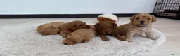 Poedel Toy honden te koop: Raszuivere Toypoedel-pups  - Advertentie 2