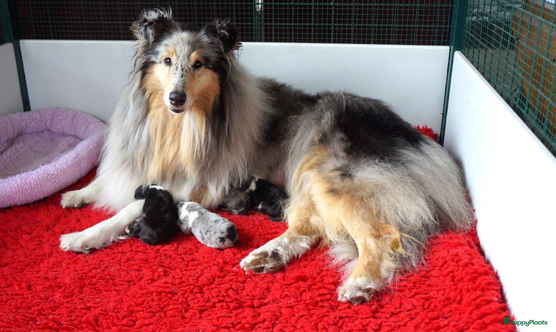 Schotse Herdershond langhaar honden Schotse Collie pup  - Advertentie 17