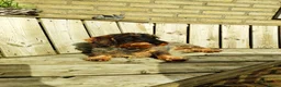 Ruwhaar Teckel honden te koop: Prachtige lieve ruwharige standaard teckel pups - Advertentie 26