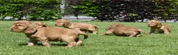 Engelse Cocker Spaniel honden te koop: Speelse Engelse Cocker Spaniel pups - Advertentie 5