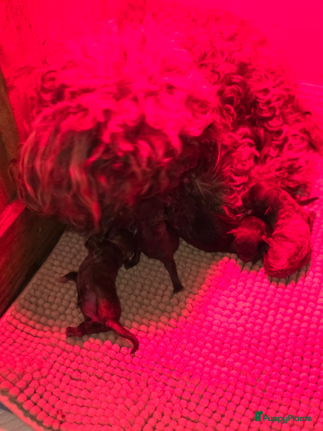 Bolonka Zwetna honden te koop: Bolonka zwetna pups - Advertentie 2