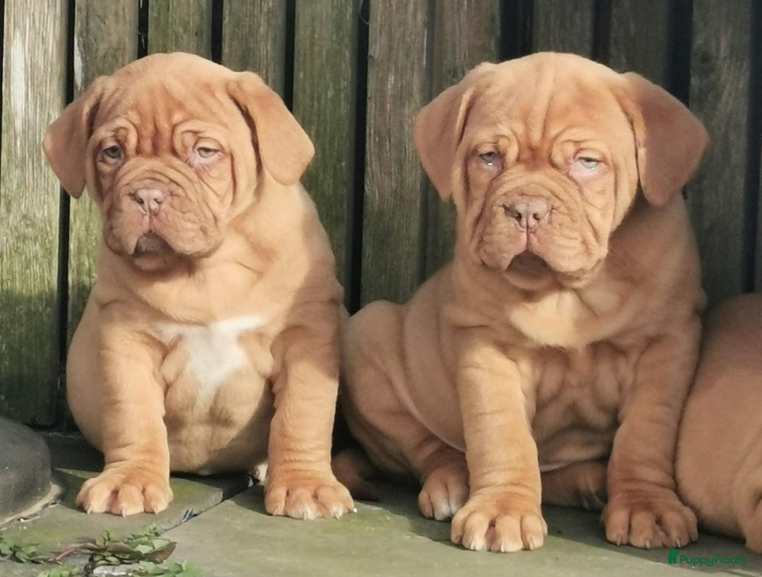 Bordeaux Dog honden te koop: Bordeaux dog Bordeauxdog pups  - Advertentie 2