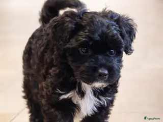 Maltipoo honden Laatste Maltipoo puppy reutje, in huis opgegroeid - Advertentie 1
