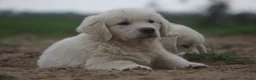 Golden Retriever honden te koop: Golden Retriever Pups met Stamboom. - Advertentie 5