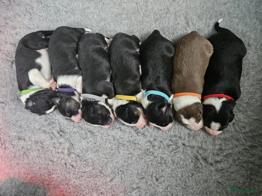 Border Collie honden te koop: Border collie pups - Advertentie 5