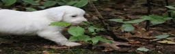 Tibetaanse Terriër honden te koop: Tibetaanse terrier teefje 🩷 - Advertentie 4