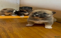 Shiba honden te koop: Shiba inu in Genk - Afbeelding 15