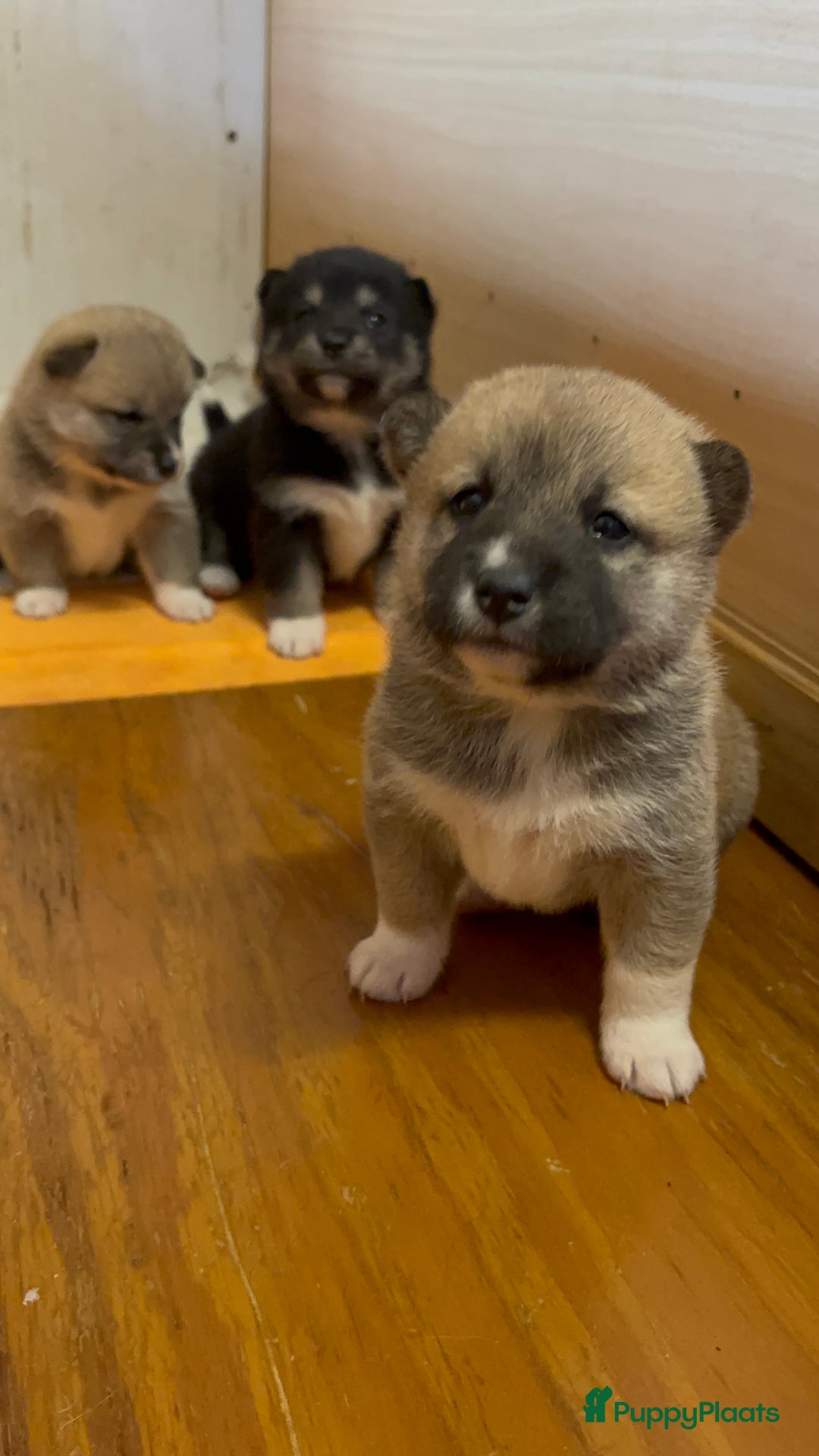 Shiba honden te koop: Shiba inu in Genk - Afbeelding 15